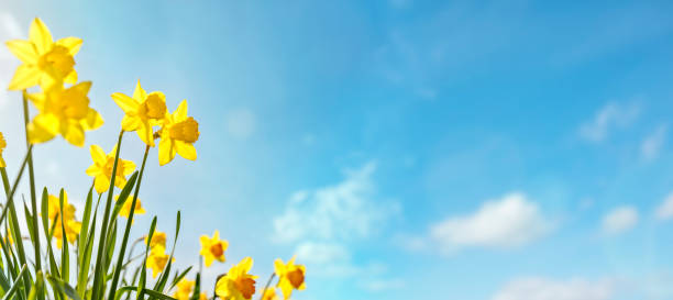 Spring flower background Daffodils against a blue sky with copy space